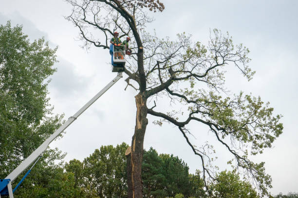 How Our Tree Care Process Works  in Walterboro, SC